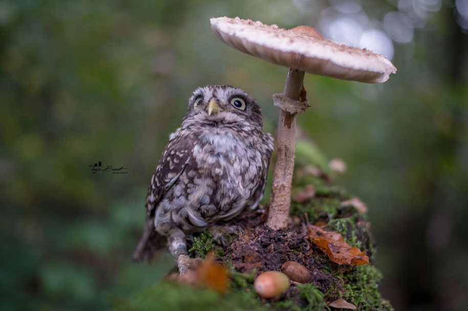 tiny owl under mushroom