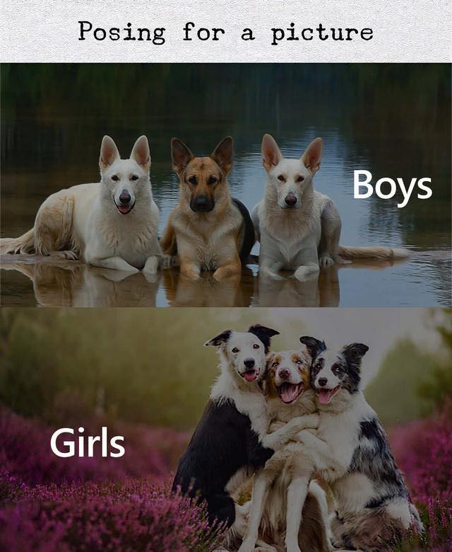 boys vs girls animal meme - Posing for a picture Boys Girls