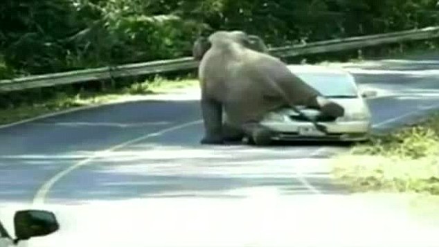 elephant car