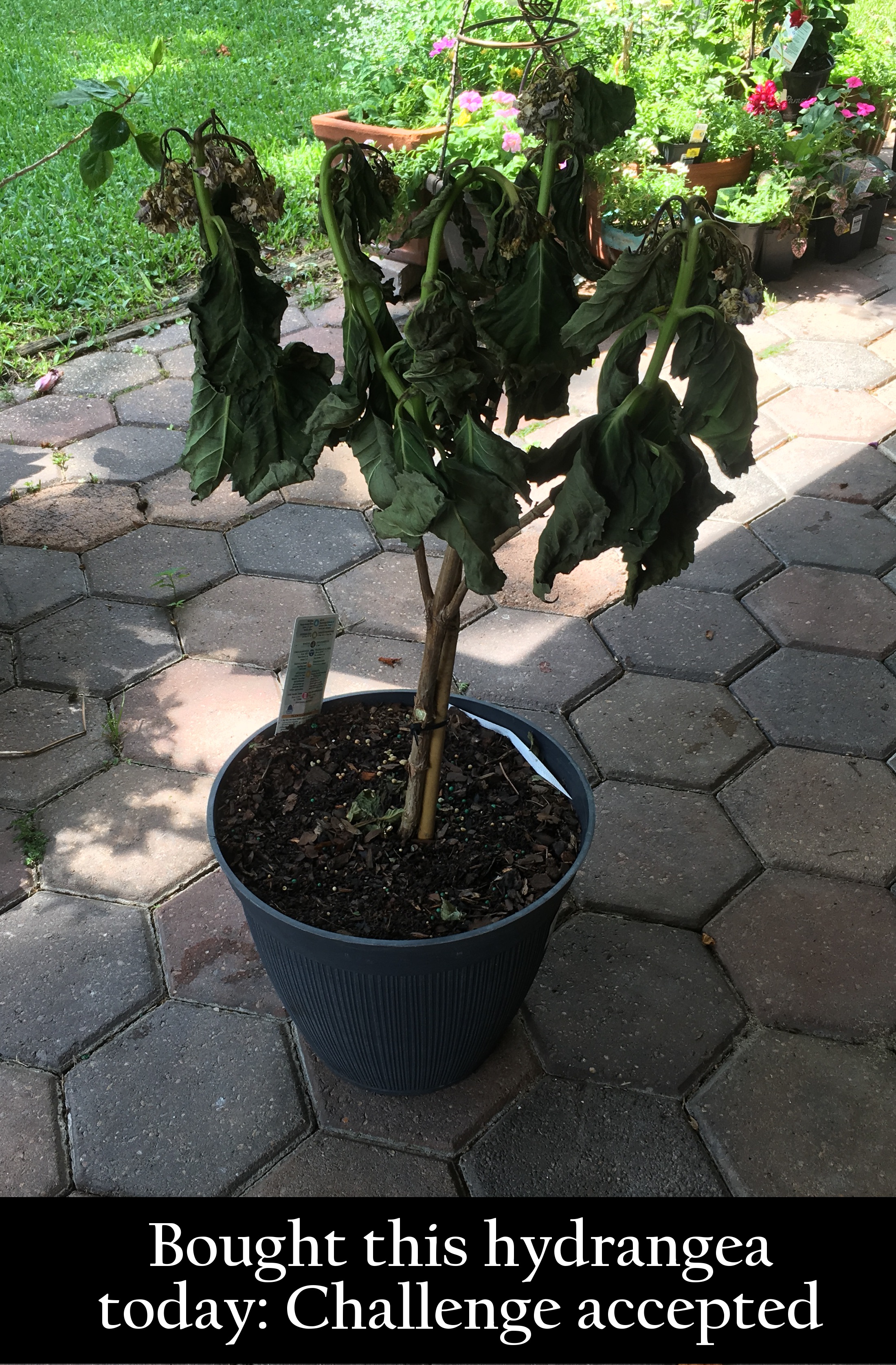 tree - Bought this hydrangea today Challenge accepted