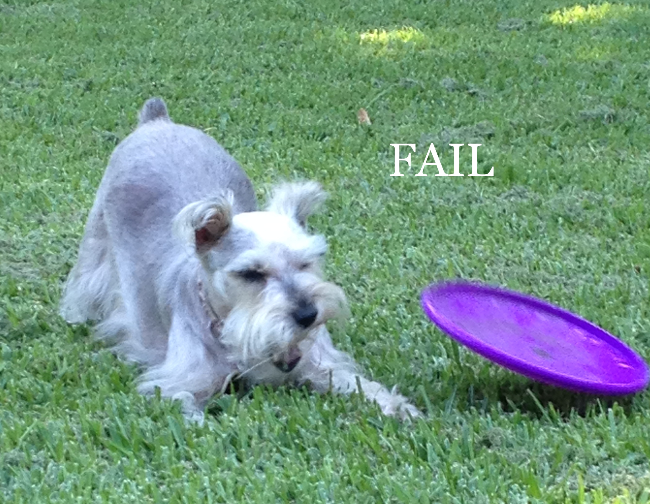 miniature schnauzer - Fail