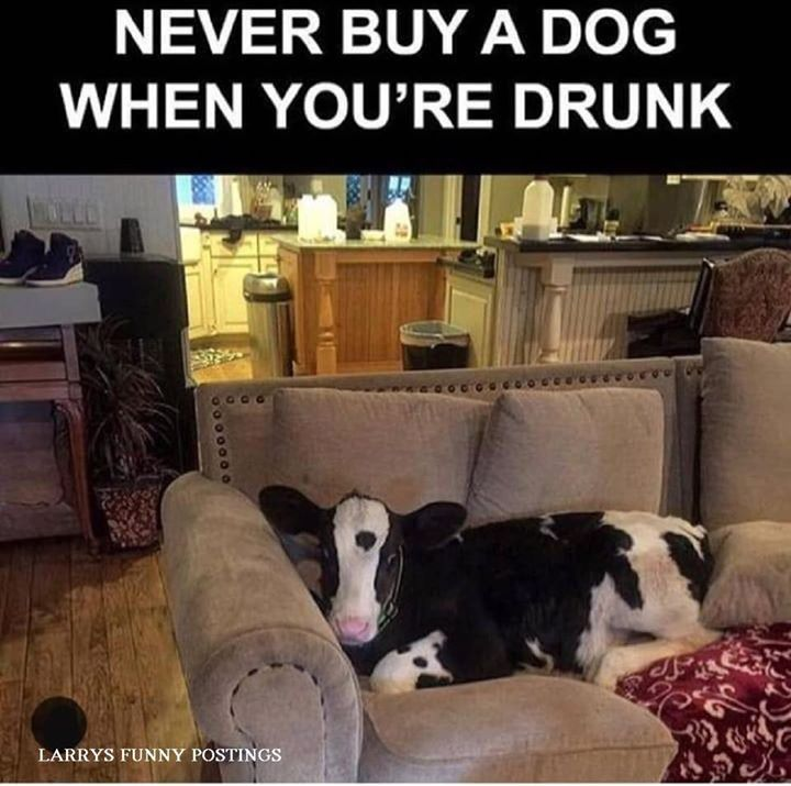 never buy a dog when drunk - Never Buy A Dog When You'Re Drunk Ue Larrys Funny Postings