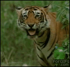 tiger funny gifs
