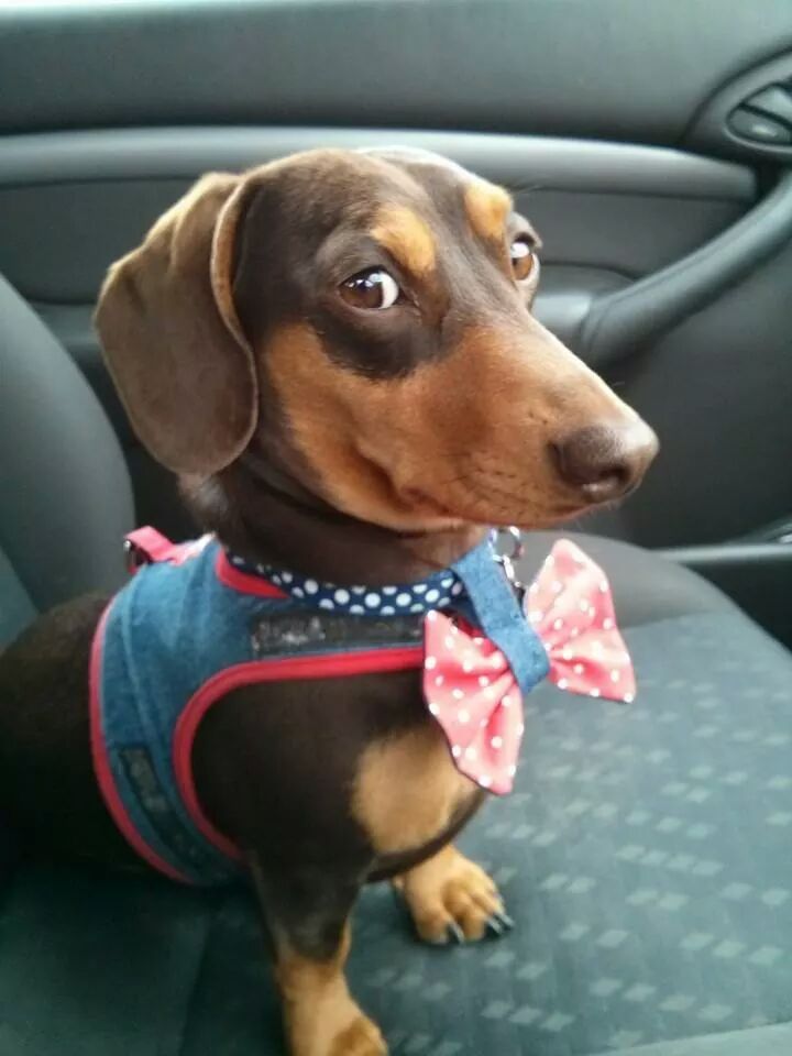 sausage dog in a bow tie