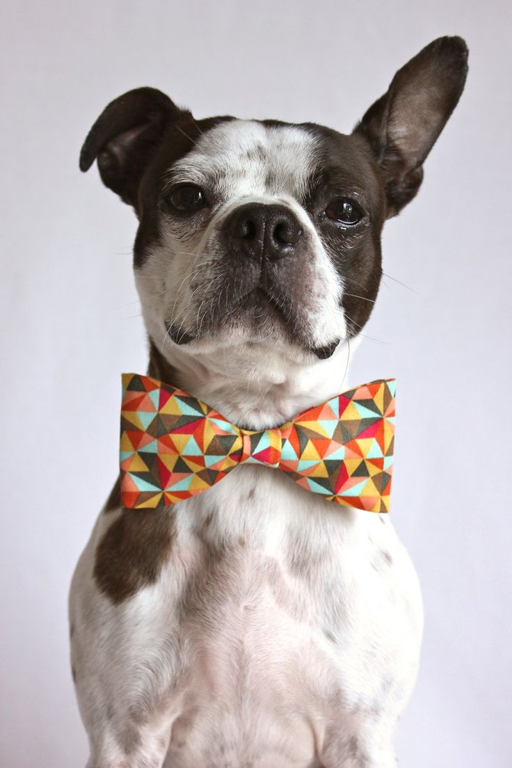 cute dogs bow tie