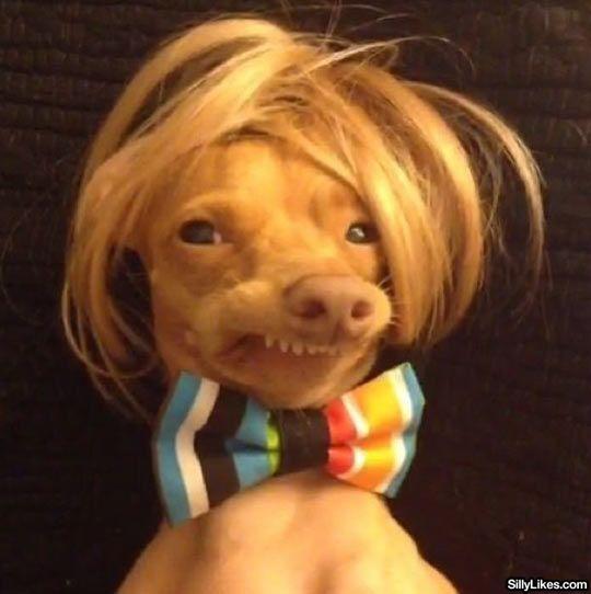 dogs with funny hair - Silly.com