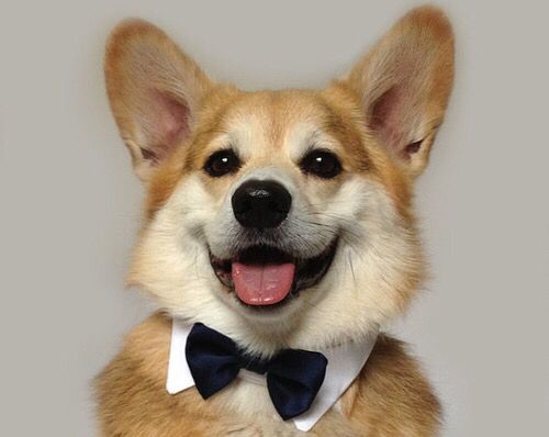 dog wearing shirt and tie
