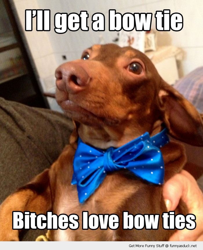 bow tie funny - Mget a bow tie Bitches love bow ties Get More Funny Stuff @ funnyasduck.net