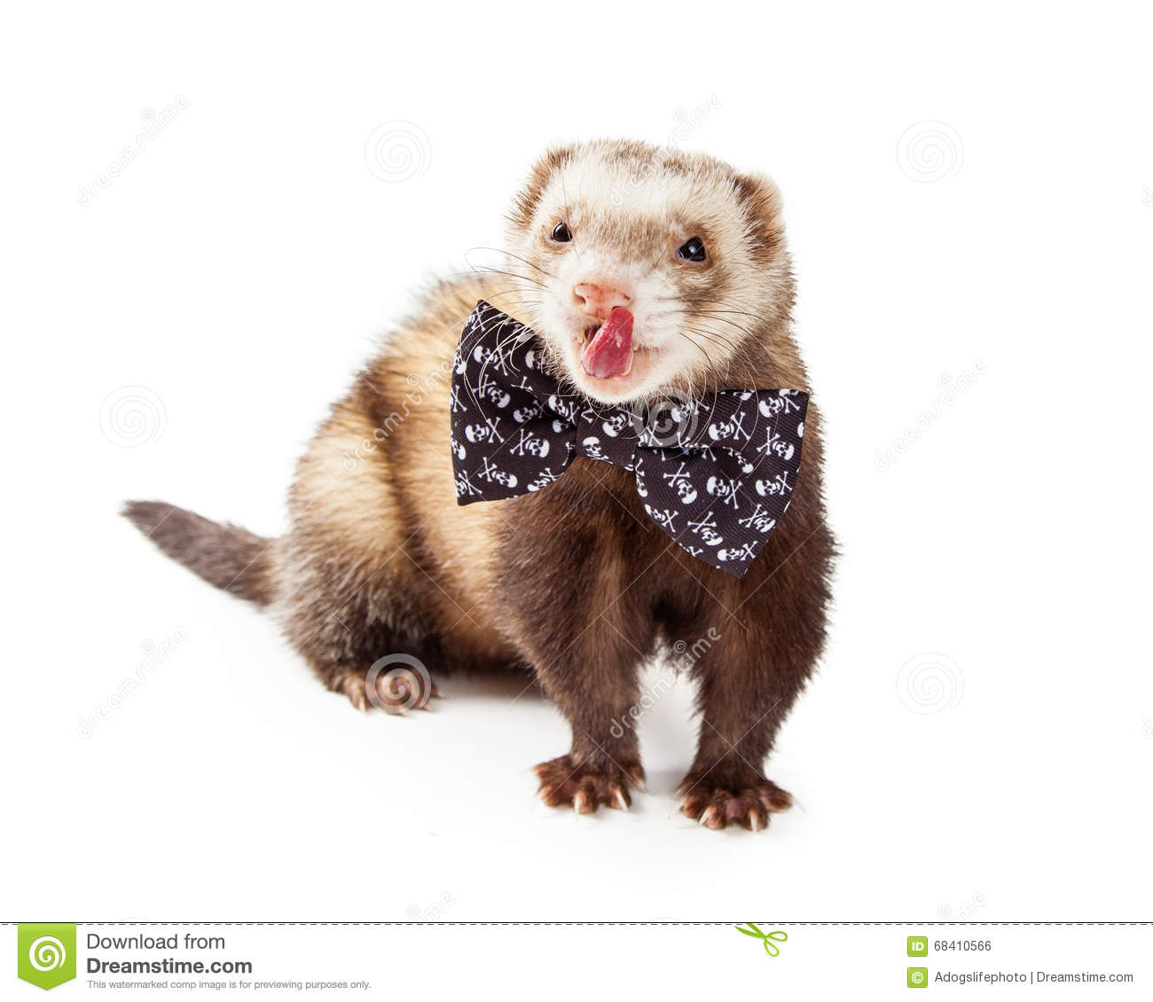 ferret wearing bow tie - c om m 2 T Px led dream azime D 68410566 Download from Dreamstime.com This watermarked comp image is for previewing purposes only. Adogslifephoto | Dreamstime.com