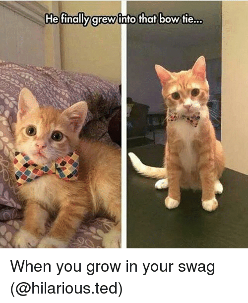 bow tie funny - He finally grew into that bow tie... When you grow in your swag .ted