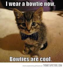 cute bowtie cat - I wear a bowtie now. Bowties are cool. more pictures Themetapicture.Com