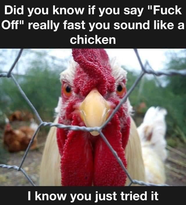 chicken may cross the road but nobody crosses the chicken - Did you know if you say "Fuck Off" really fast you sound a chicken I know you just tried it