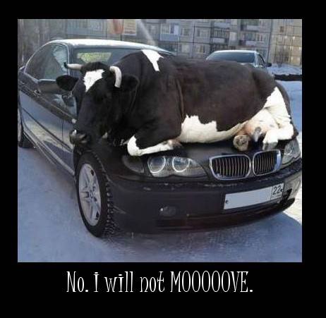 car warmer - No. I will not M00000VE.