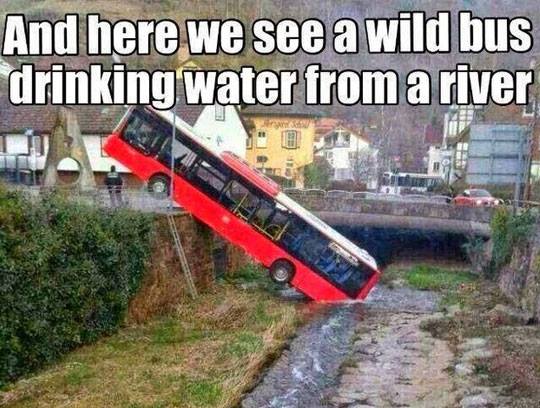 wild bus drinking water from a river - And here we see a wild bus drinking water from a river