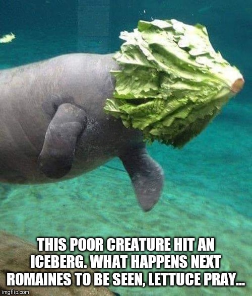 manatee lettuce - This Poor Creature Hit An Iceberg. What Happens Next Romaines To Be Seen, Lettuce Pray... imgflip.com