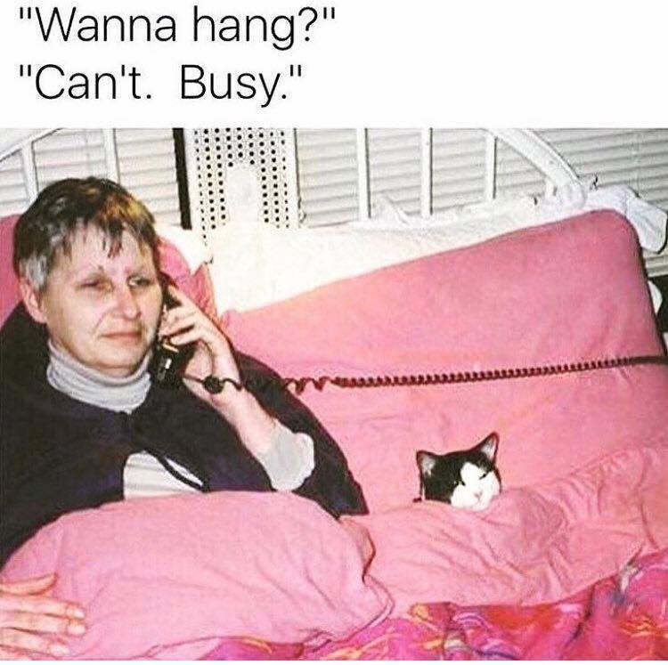 wanna hang cant busy cat meme - "Wanna hang?" "Can't. Busy."