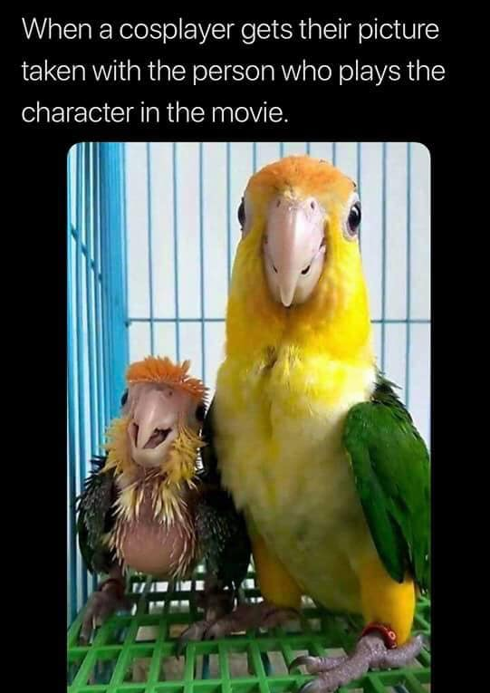 mother and baby parrot - When a cosplayer gets their picture taken with the person who plays the character in the movie.
