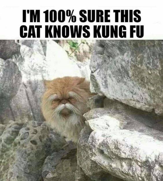 im 100% sure this cat knows kung fu - I'M 100% Sure This Cat Knows Kung Fu