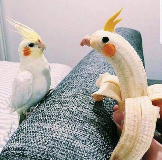bird banana