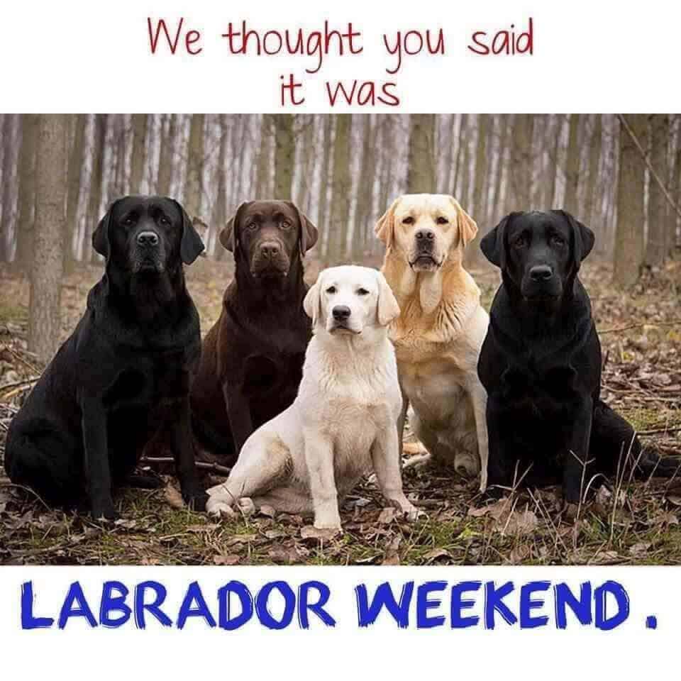 labor day dog - We thought you said it was Labrador Weekend.