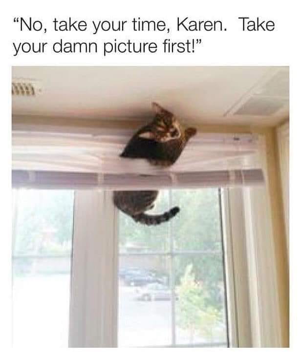 cat stuck in window - "No, take your time, Karen. Take your damn picture first!"