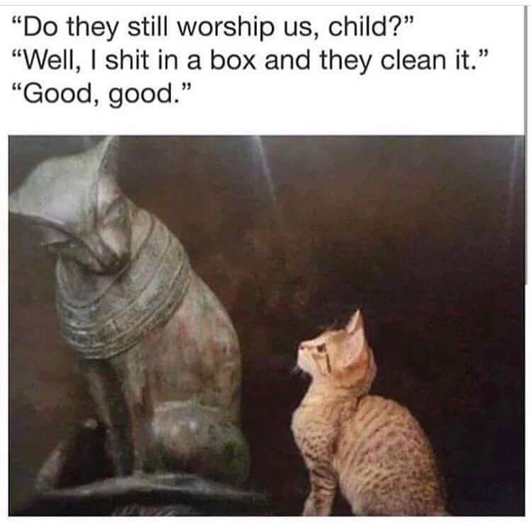 do they still worship us cat - "Do they still worship us, child?" "Well, I shit in a box and they clean it." "Good, good.