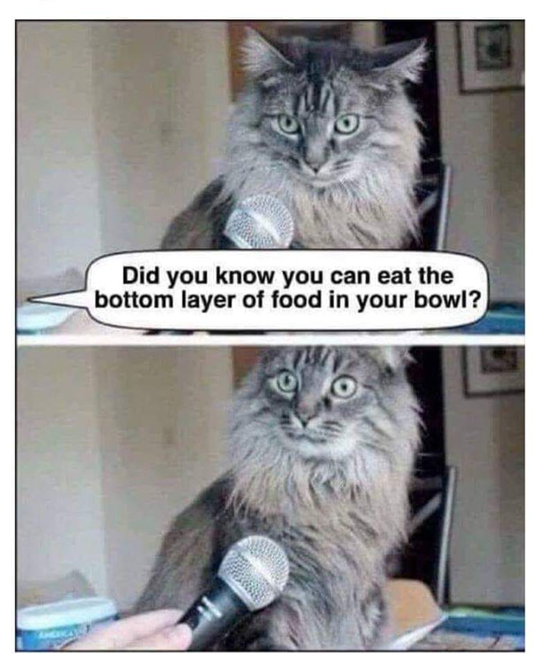 cat microphone meme - Did you know you can eat the bottom layer of food in your bowl?