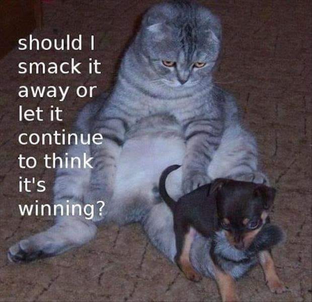 tiny dog with cat - should I smack it away or let it continue to think it's winning?