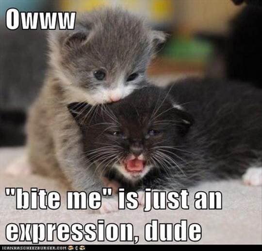 funny kittens - Owww "bite me" is just an expression, dude Icanhasoheezburger.Com