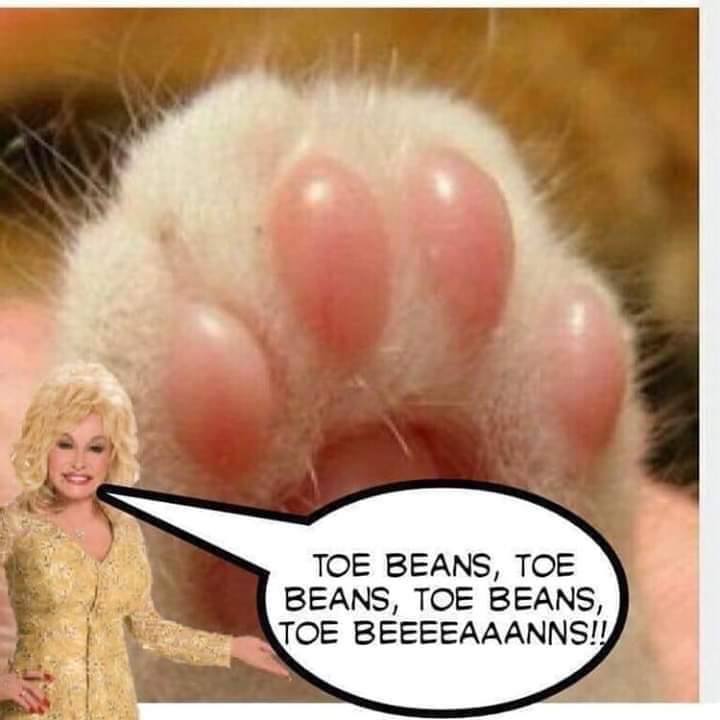 toe beans toe beans toe beans meme - Toe Beans, Toe Beans, Toe Beans, Toe Beeeeaaanns!!