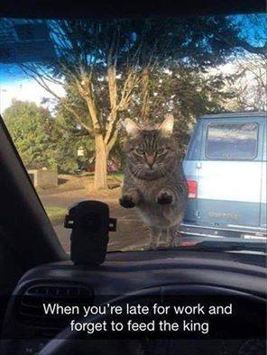 funny cat snapchats - When you're late for work and forget to feed the king