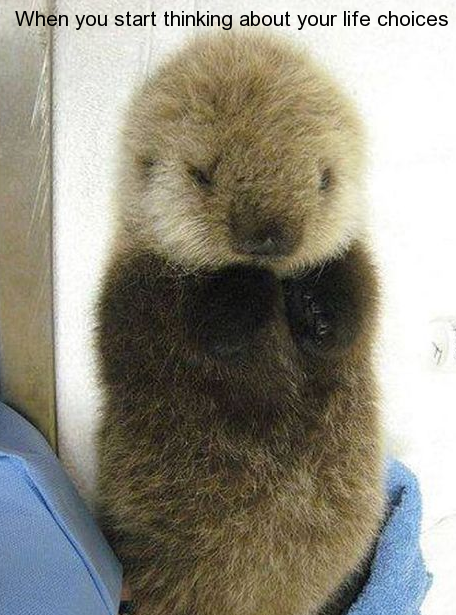 sea otter baby stuffed animals - When you start thinking about your life choices