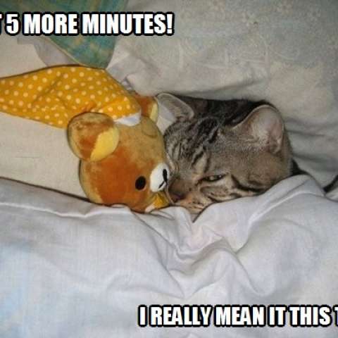 crying cat meme - 5 More Minutes! I Really Mean It Thisi