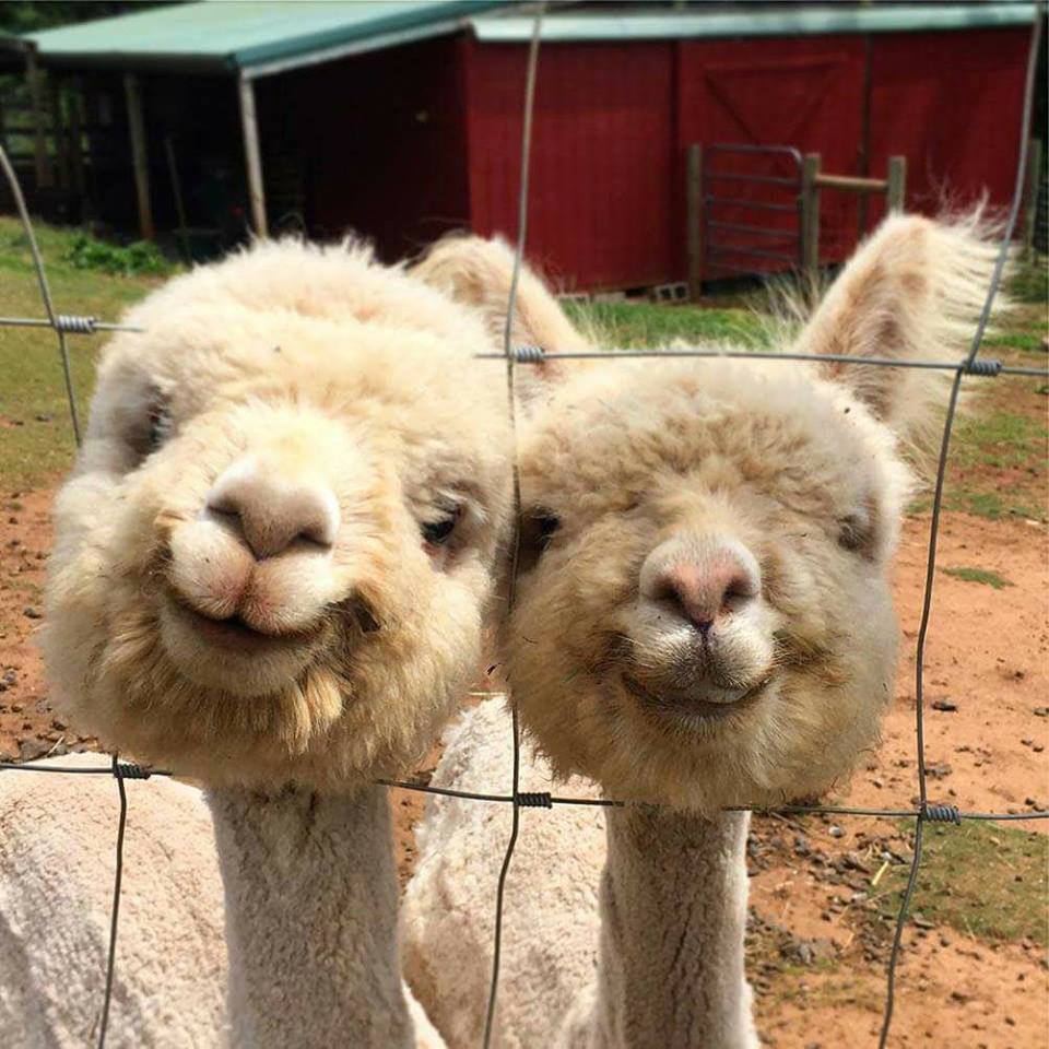 smiling alpaca