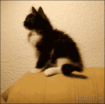 cute kitten fails gifs - 4 GIFs.com