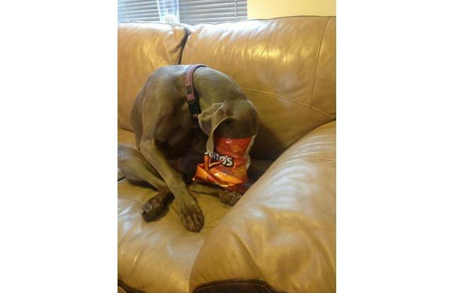 dog sticking its head in a bag of doritos