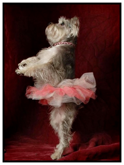 dog ballerina