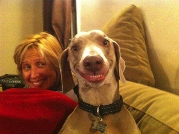 funny animal human faces