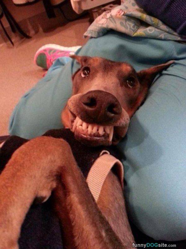 funny dogs teeth - funnyDogsite.com