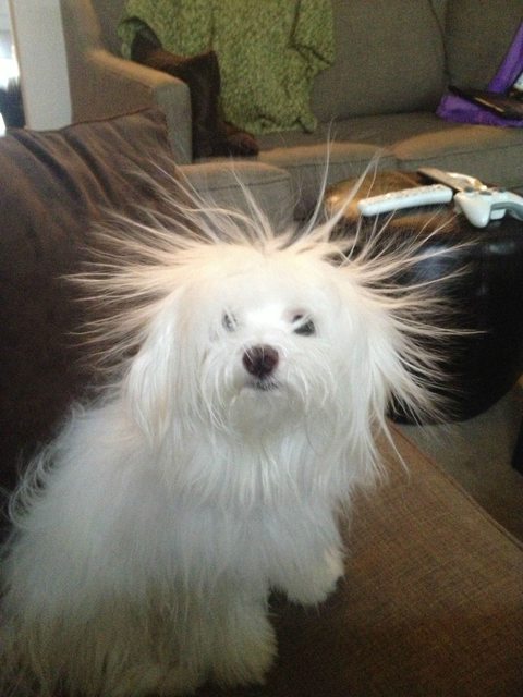 dog with static hair