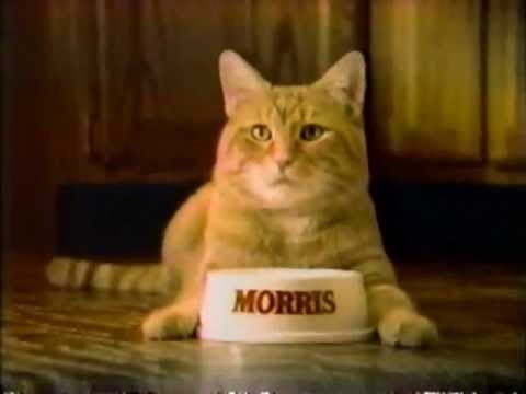 Everyone knew a person who had a cat named Morris.