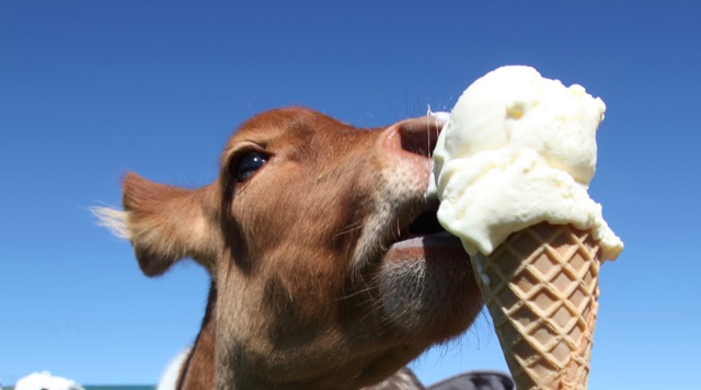 ice cream cow