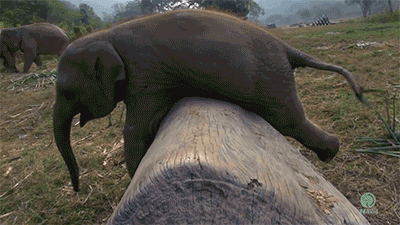 Just as humans are right- or left-handed, elephants are known to use one tusk more than the other.