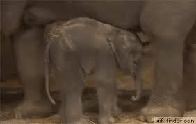 And Elephants appear to understand what other elephants are feeling. Experiments show that when one elephant is unhappy, others share their feelings, something known as ‘emotional contagion’. In these situations, they will go over to their ‘friend’ and comfort them, often by putting their trunk into the other’s mouth, something that elephants find reassuring. Elephants will also assist other injured elephants