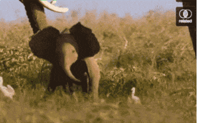 The best animals in the world, ladies and gentleman: THE ELEPHANT