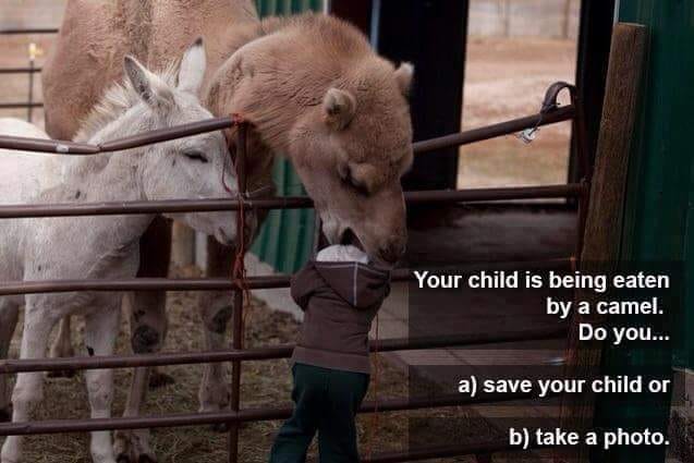 camel eating kids head - Your child is being eaten by a camel. Do you... a save your child or b take a photo.