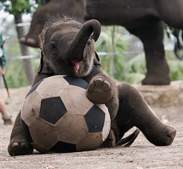 elephant playing soccer