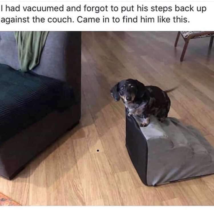 funny animal memes clean - I had vacuumed and forgot to put his steps back up against the couch. Came in to find him this.