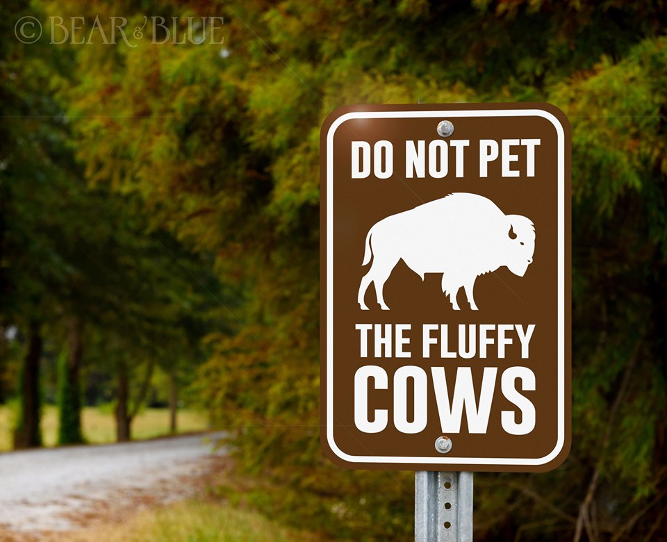 do not take selfies with the fluffy cows - Bears Blues Do Not Pet The Fluffy Cows