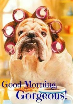 good morning dog - Good Morning, Gorgeous!